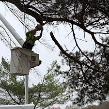Large-Pine-and-Maple-Tree-Removal-Around-Power-Lines 0